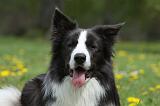 BORDER COLLIE 1025